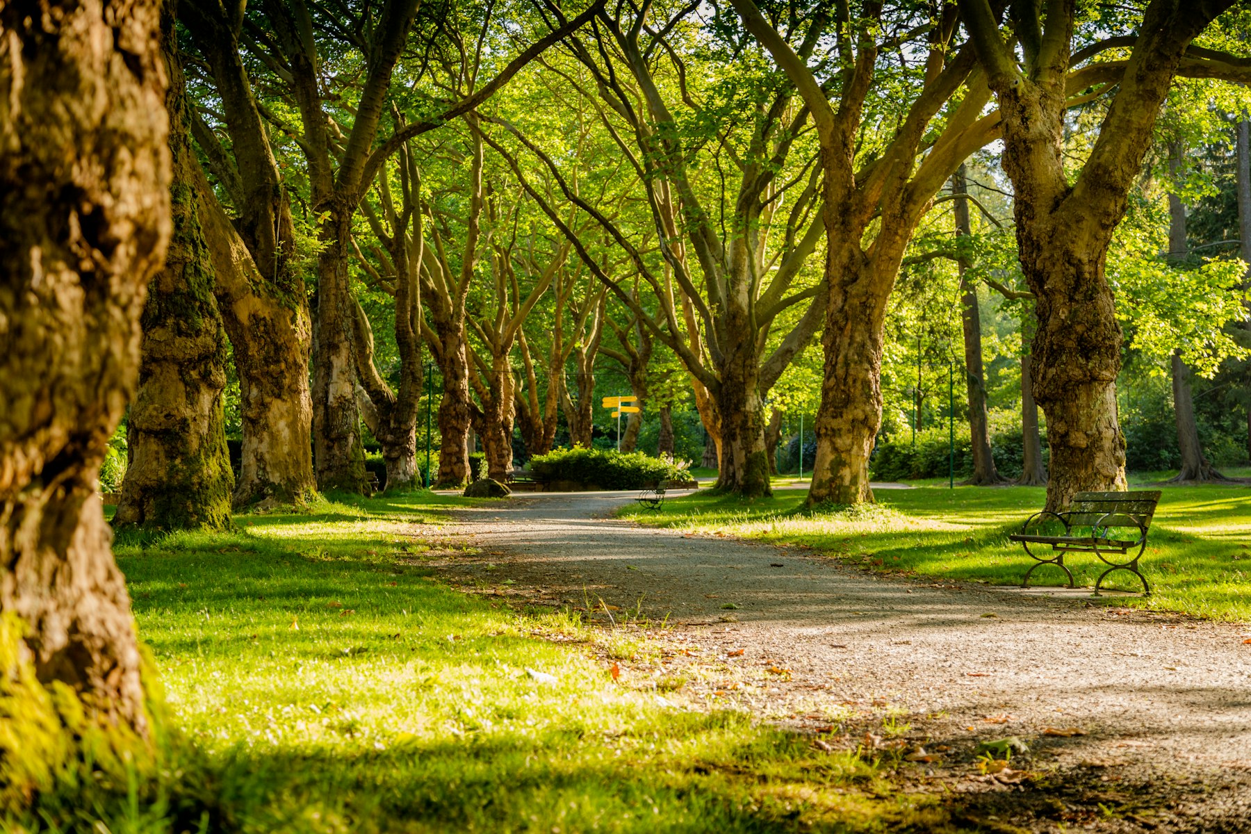 Sunlit forest canopy — outdoor learning environment